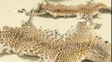 STF busts racket dealing with leopard skins, one held in Odisha’s Nayagarh 