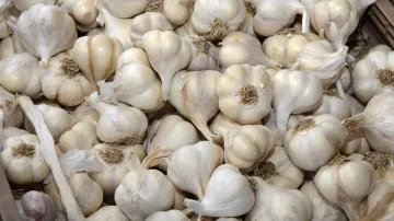 raw garlic for weight loss