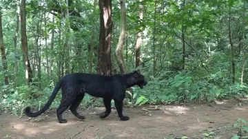 Melanistic leopard spotted in Odisha forest: PCCF