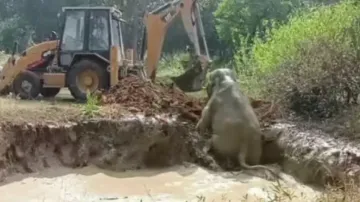 Elephant gets stuck in ditch in Odisha’s Sundargarh, rescued 