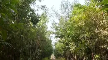 Barren land turns into dense forest in Sambalpur, courtesy Japan’s Miyawaki method 