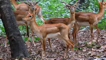 Eight Blackbucks sent to Sambalpur Zoo from Nandankanan