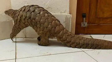 Pangolin Rescued In Rayagada