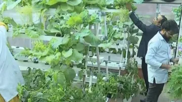 Ravenshaw's botany dept redefining agriculture with organic hydroponic farming