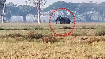 Man-elephant conflict: Two youths killed in elephant attacks in Odisha’s Bargarh 