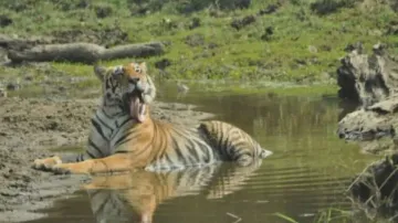 '35 tigers present in Similipal sanctuary'