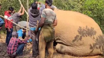 Treatment of injured elephant begins