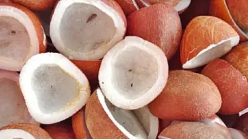 Cabinet approves Minimum Support Price for Copra for 2024 season