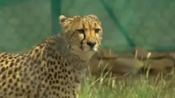 Cheetah