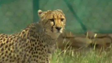 Nandankanan Zoo to get cheetah, two white lion cubs from Dubai