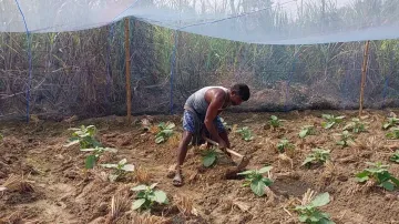 Odisha farmer uses mosquito net to save crops from pest attack