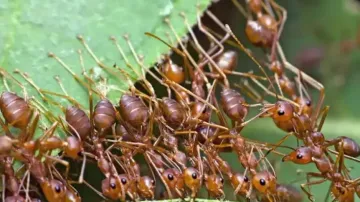 8 new Odisha products including Kai ant chutney, Kanteimundi brinjal get GI tags
