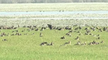 Migratory Birds In Chilika