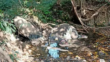 Elephant death in Kuldiha: Forester, guard suspended