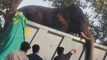 Suspected ‘overdose’ of tranquilizer kills tusker at Odisha’s Kapilash elephant rescue centre