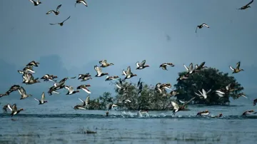 Migratory Birds At Hirakud Reservoir