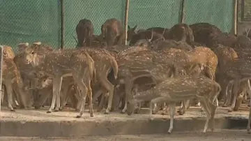 Two deer died of shock during relocation to Chandaka from Cuttack Deer Park: DFO 