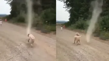 'Superdog saves planet from destruction'! Watch hilarious video