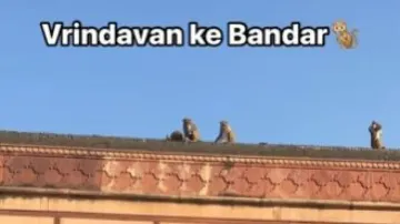 Monkey steals youth’s iPhone at Vrindavan Temple