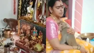 Injured monkey witnesses Lord Ram's pooja and hugs devotee, watch emotional moment