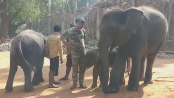 Forest department to train elephants to mitigate man-animal conflict in Odisha