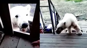 Injured and hungry polar bear seeks help from human, watch what happens next