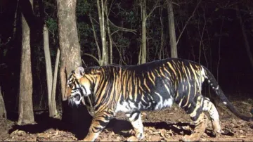 Melanistic Tiger Safari To Come Up In Odisha