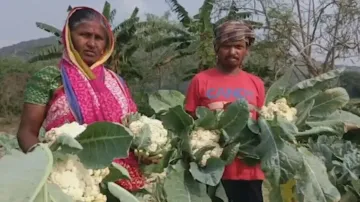 Distress sale of cabbage, cauliflowers hits Odisha farmers