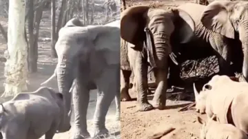 Clash of Titans! Rhino locks horns with Elephant to protect offspring, watch what happens next