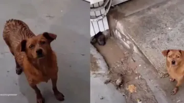 Heartwarming tale of motherhood: Stray dog seeks help from man to save puppies from rain; watch