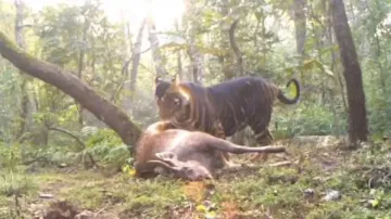 Rare melanistic tiger enjoying its kill in Odisha’s Similipal Reserve Forest