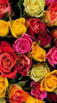 Decoding rose colours: Messages behind each hue on Rose Day 2024