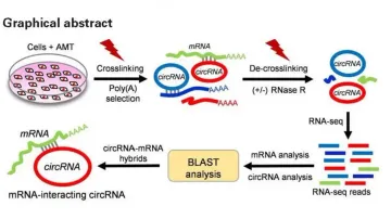 Bhubaneswar ILS scientists discover direct interaction of circular RNAs with mRNAs in gene expressio