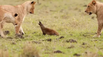 Mongoose vs Lions
