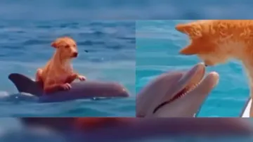Dolphin saves dog from drowning in the sea, gives ride on back to the boat; watch