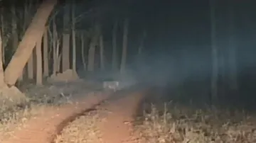 Chance encounter with leopard in Similipal: Tourists narrate pulsating moments 