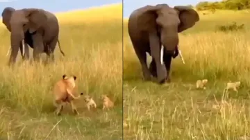 Elephant attacks lioness but spares cubs, netizens all hearts for Jumbo's kindness; watch