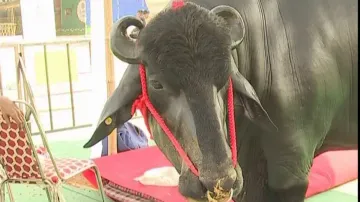 Buffalo bull Yuvraj all set to steal show in Bhubaneswar! 