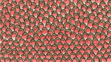 Optical Illusion 