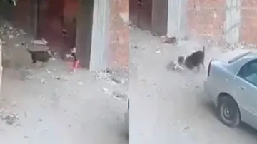 Cat saves kid from getting mauled by stray dog; watch