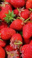 8 Health Benefits Of Eating Strawberries