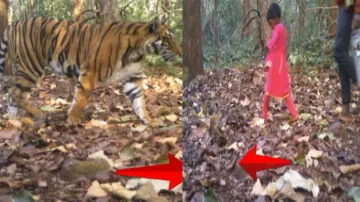 Tiger and villagers walk on same forest path in Similipal Tiger Reserve 