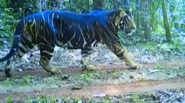 Melanistic tiger population rising in Odisha: Should we worry? 