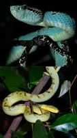 10 Most Venomous Snakes Found In India