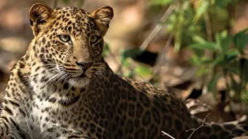 Leopard population declining in Odisha: NTCA report