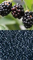 10 Black Superfoods That Are Super Healthy