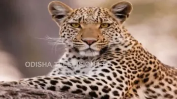 Questions raised over huge decline in number of leopards in Odisha