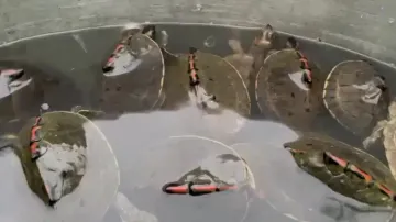 DRI officials foil wildlife trafficking, rescue 351 Indian Tent Turtles in Cuttack