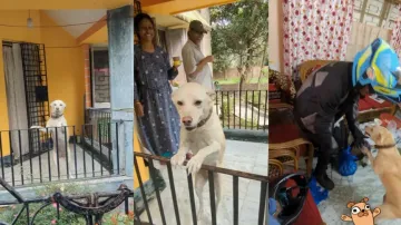 Unconditional love of animals