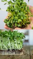 10 Healthy Microgreens To Add To Your Diet For Strong Heart And Body